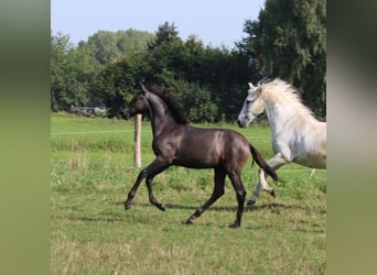 PRE, Mare, Foal (05/2024), 16 hh, Gray