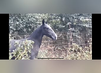 PRE, Mare, Foal (09/2024), 16 hh, Gray