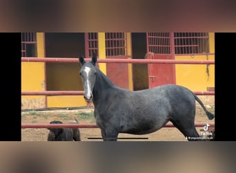 PRE, Mare, Foal (09/2024), 16 hh, Gray