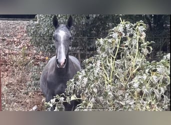 PRE, Mare, Foal (09/2024), 16 hh, Gray