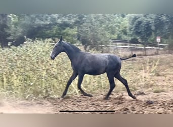 PRE, Mare, Foal (09/2024), 16 hh, Gray