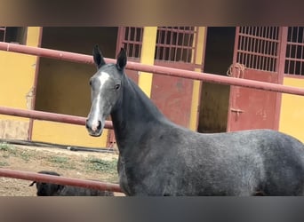 PRE, Mare, Foal (09/2024), 16 hh, Gray