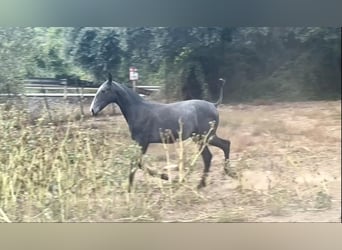 PRE, Mare, Foal (09/2024), 16 hh, Gray