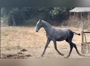 PRE, Mare, Foal (09/2024), 16 hh, Gray