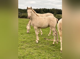 PRE, Mare, Foal (06/2024), 16 hh, Perlino