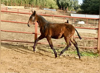 PRE, Mare, Foal (08/2025), 16,1 hh, Brown