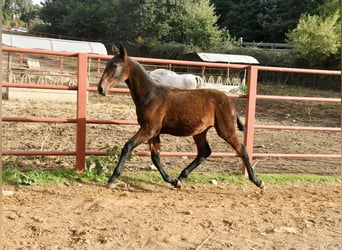 PRE, Mare, Foal (08/2025), 16,1 hh, Brown