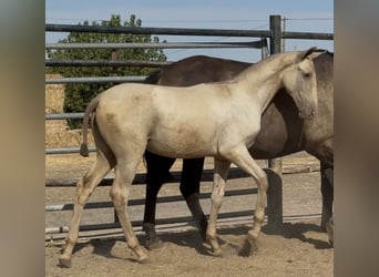 PRE, Mare, Foal (05/2025), 16,1 hh, Champagne