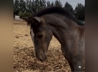 PRE, Mare, Foal (05/2025), 16,1 hh, White