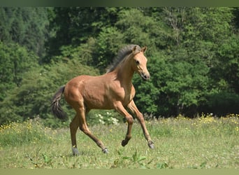 PRE, Mare, Foal (03/2025)
