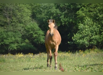 PRE, Mare, Foal (03/2025)