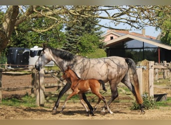 PRE, Mare, , Bay-Dark