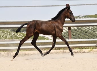 PRE, Mare, Foal (01/2025), Black