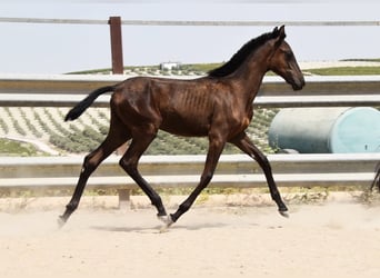 PRE, Mare, Foal (01/2025), Black