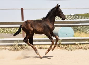 PRE, Mare, Foal (04/2025), Black