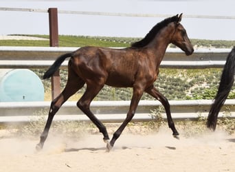 PRE, Mare, Foal (01/2025), Black
