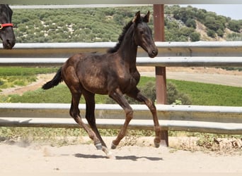 PRE, Mare, Foal (04/2025), Black
