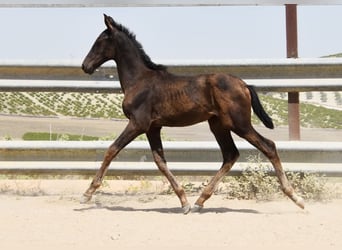 PRE, Mare, Foal (04/2025), Black