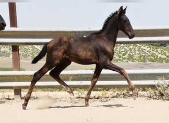 PRE, Mare, Foal (04/2025), Black
