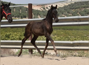 PRE, Mare, Foal (04/2025), Black