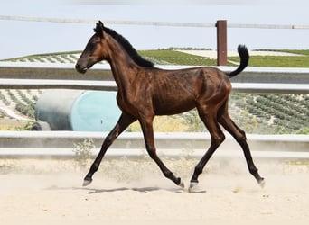 PRE, Mare, Foal (01/2025), Black