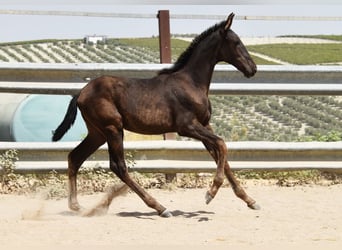 PRE, Mare, Foal (04/2025), Black