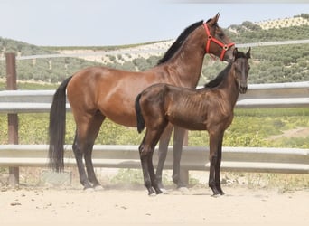 PRE, Mare, Foal (01/2025), Black