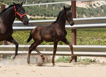 PRE, Mare, Foal (04/2025), Black