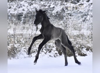 PRE, Mare, Foal (01/2026), Black