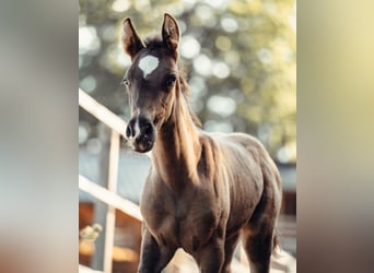 PRE, Mare, Foal (08/2026), Black