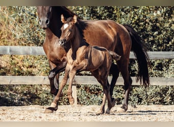 PRE, Mare, Foal (08/2026), Black