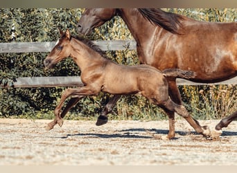 PRE, Mare, Foal (08/2026), Black