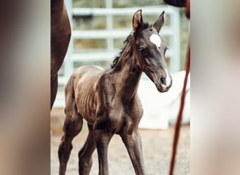 PRE, Mare, Foal (08/2026), Black