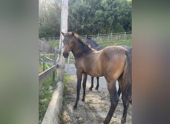 PRE, Mare, Foal (01/2025), Brown