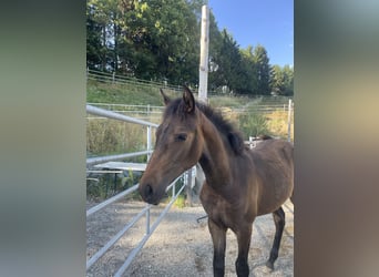 PRE, Mare, Foal (01/2025), Brown