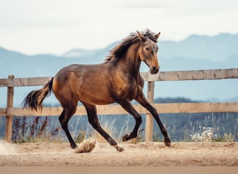 PRE, Mare, Foal (01/2025), Brown
