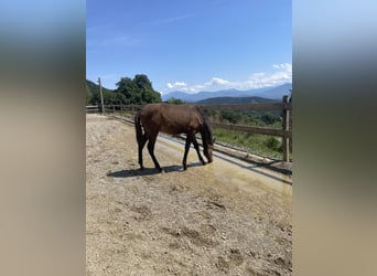 PRE, Mare, , Brown
