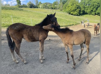 PRE, Mare, , Brown
