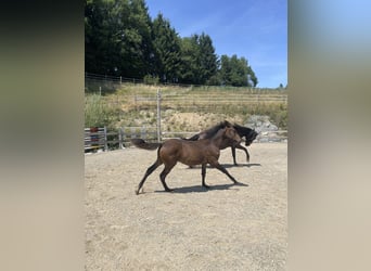 PRE, Mare, , Brown