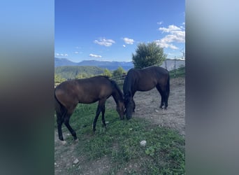 PRE, Mare, Foal (01/2025), Brown