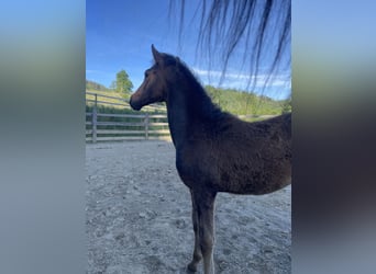 PRE, Mare, , Brown