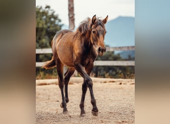 PRE, Mare, Foal (01/2025), Brown