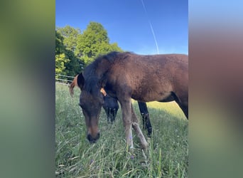PRE, Mare, , Brown