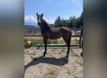 PRE, Mare, , Brown