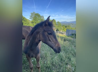 PRE, Mare, , Brown