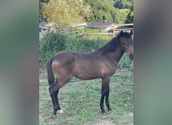 PRE, Mare, Foal (01/2025), Brown