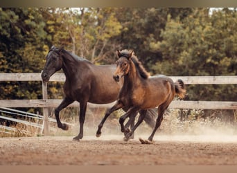 PRE, Mare, Foal (01/2025), Brown