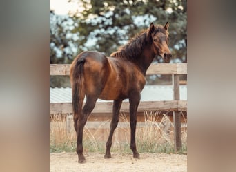 PRE, Mare, Foal (01/2025), Brown