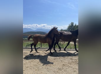 PRE, Mare, , Brown