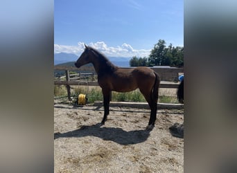 PRE, Mare, , Brown